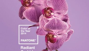 Radiant Orchid