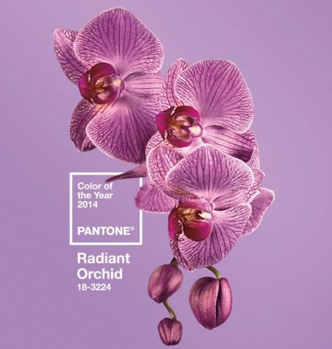 Radiant Orchid