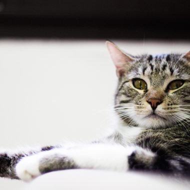 Nice Cat's Café