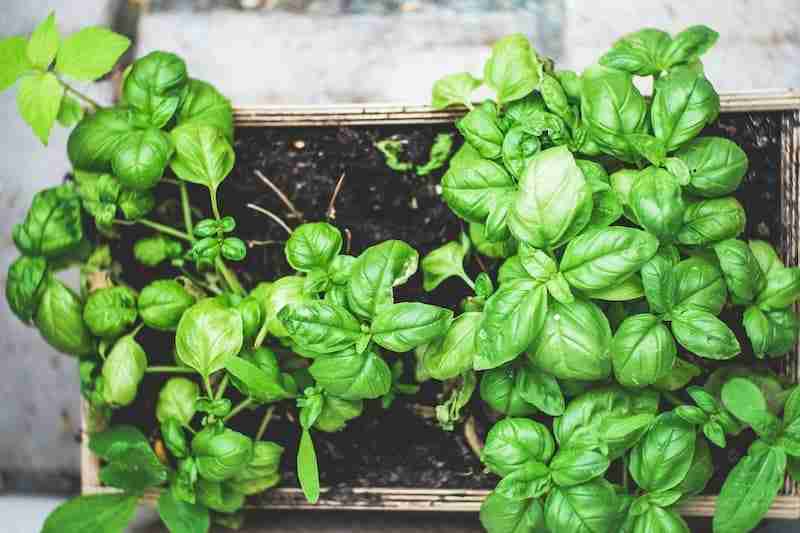 urban farming