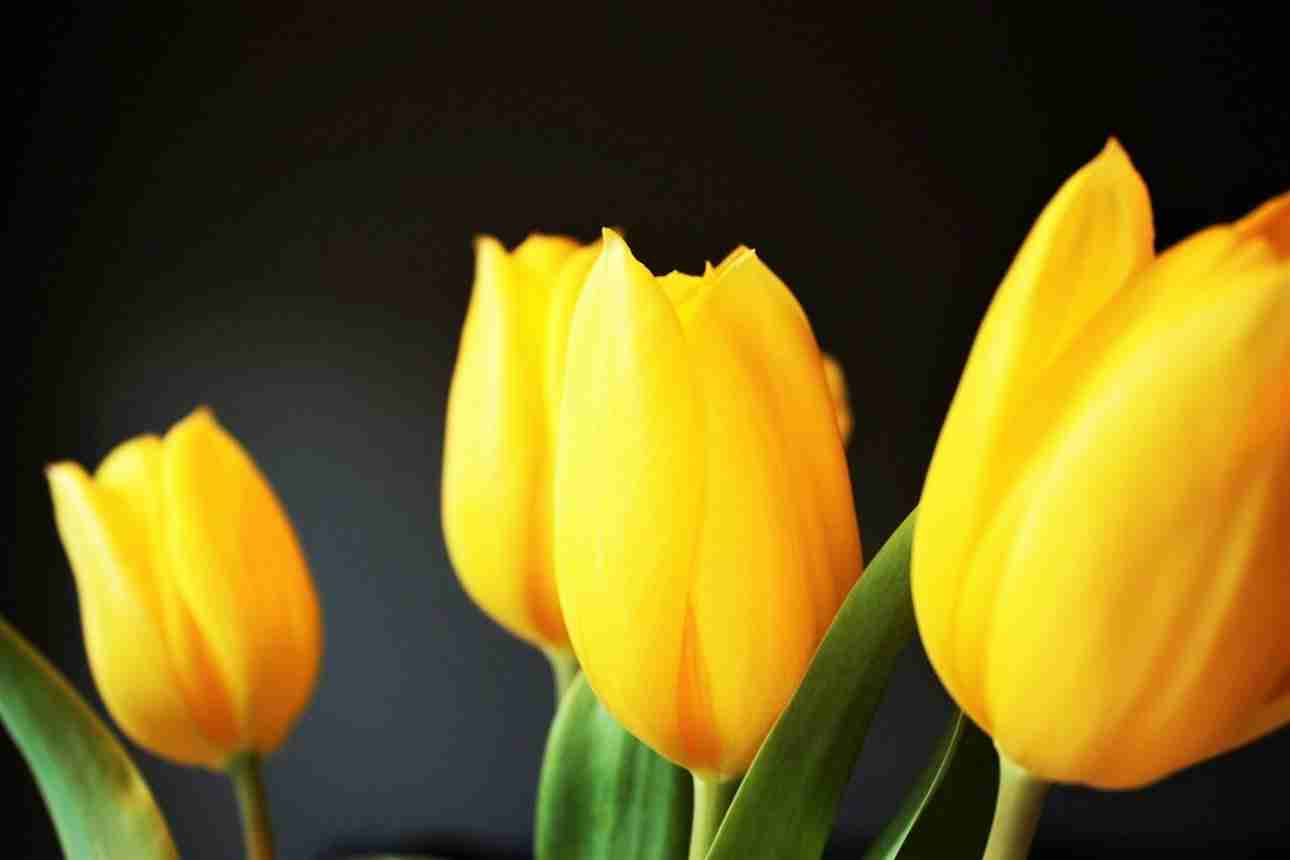 decorare con i fiori